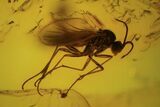 Two Fossil Flies (Diptera) In Baltic Amber #84574-2